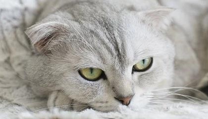 皇马遭遇惨败，主帅面临巨大压力