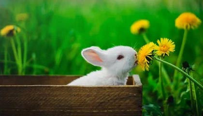 利物浦战平布莱顿，寻求联赛连胜